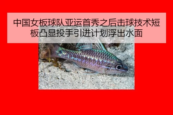 中国女板球队亚运首秀之后击球技术短板凸显投手引进计划浮出水面 - Kering